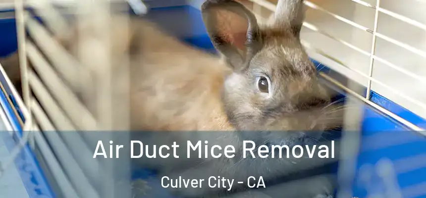 Air Duct Mice Removal Culver City - CA